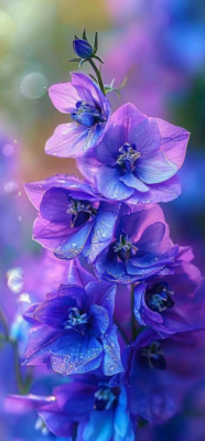 larkspur flower 9