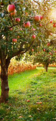 7 Fascinating Facts About Fruit Trees That Will Transform Your Backyard 2 2