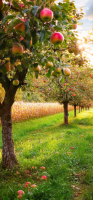 7 Fascinating Facts About Fruit Trees That Will Transform Your Backyard 4 4