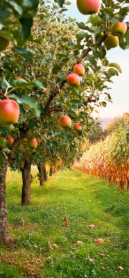 7 Fascinating Facts About Fruit Trees That Will Transform Your Backyard 5 5
