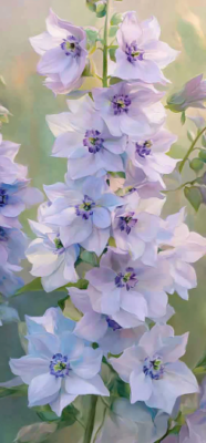 larkspur flower 8