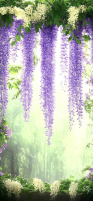 wisteria 8