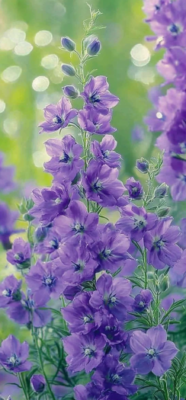 Larkspur Flowers