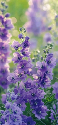 larkspur flower 5