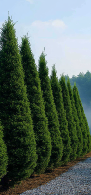 10 Evergreen Secrets: The Beauty and Challenges of Year-Round Greenery 8 evergreen 7