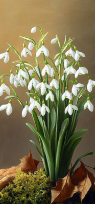 snowdrop flower 6