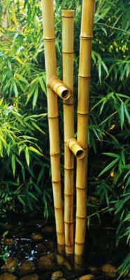 bamboo 6