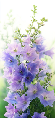 larkspur flower 11