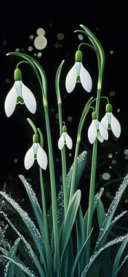 snowdrop 3