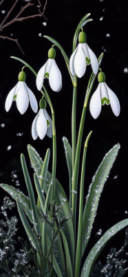 snowdrop 7