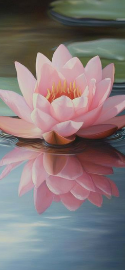 waterlilies 1