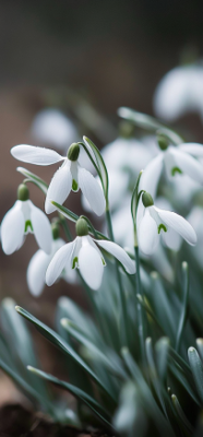 7 Surprising Facts About Snowdrop Flowers You Never Knew 9 9