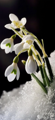 snowdrop 6