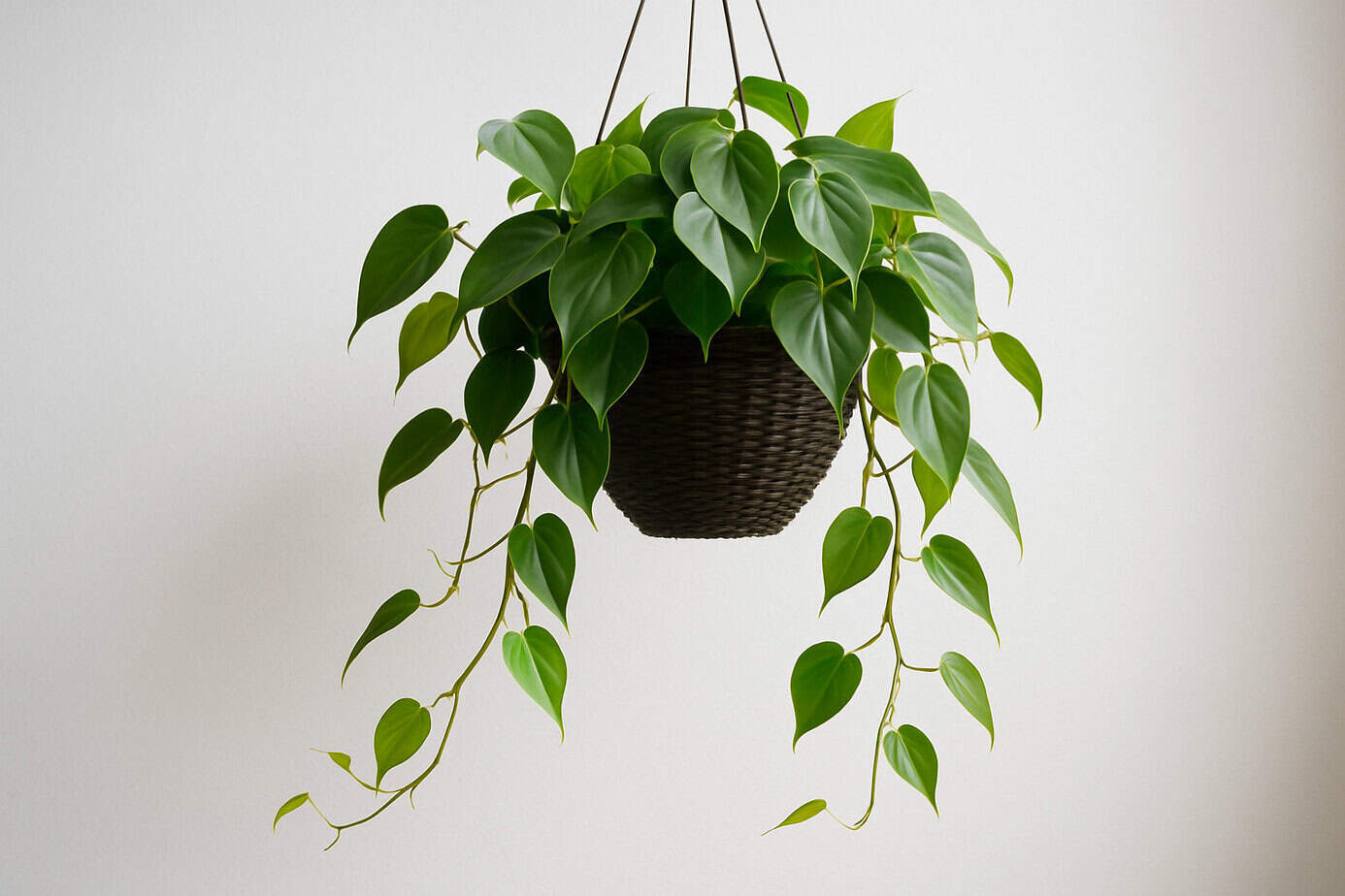 A hanging basket filled with lush, vibrant green leaves of a trailing houseplant, creating a natural, calming ambiance.
